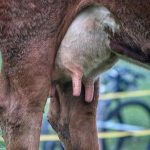 Milch gesund oder gefährlich