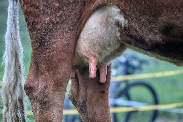 Milch gesund oder gefährlich